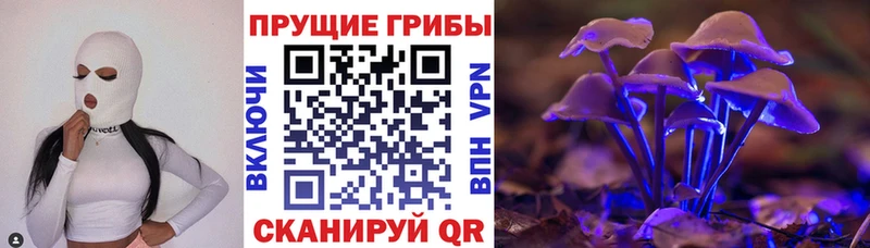купить наркотики цена  Ногинск  hydra онион  Псилоцибиновые грибы Cubensis 